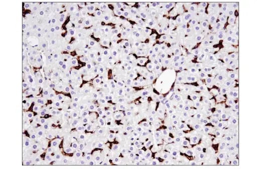 37259_IHC CD44 antibody