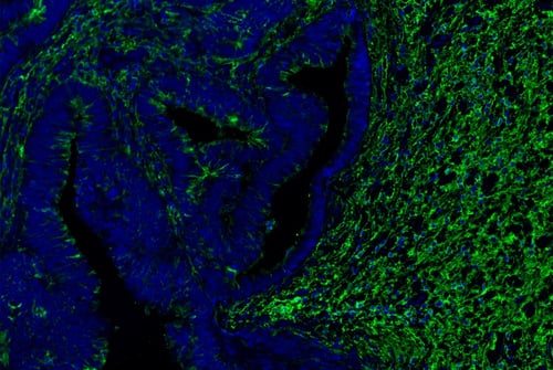 53721_IHC analysis hyaluronan staining kit