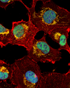 70512_ZEB1 Cytochrome c antibody thumbnail