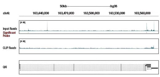 eCLIP analysis using QKI recombinant monoclonal antibody