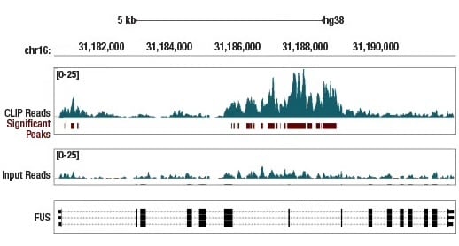 eCLIP analysis using FUS/TLS antibody