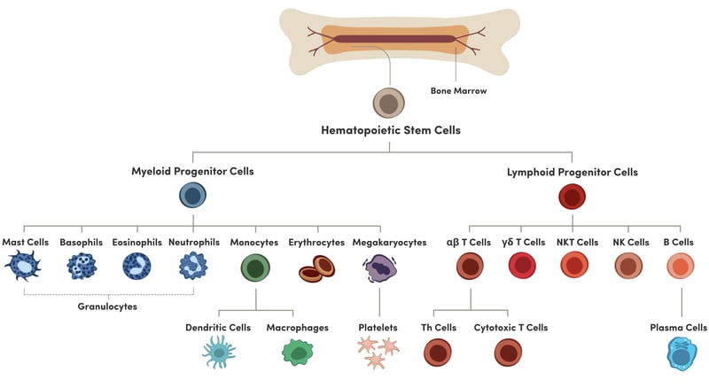 Myeloid and Lymphoid Cells Lineage Diagram