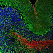 20848_EAAT2 antibody mouse cerebellum