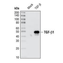 3709_TGF-beta antibody (1)