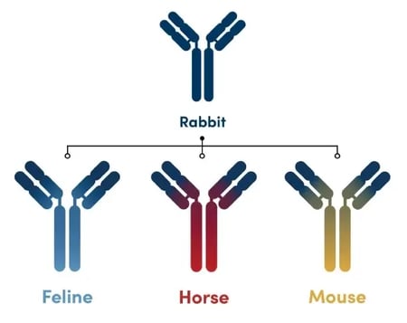 CST chimeric recombinant reagents are derived from a monoclonal rabbit parent antibody and are available in feline, horse, and mouse hosts.