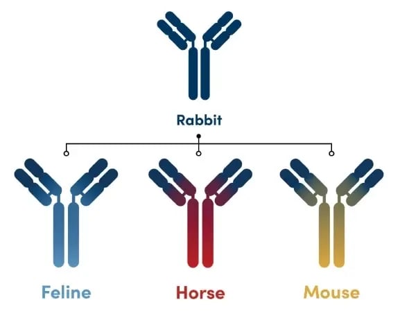 CST Chimeric antibodies diagram_horse feline mouse copy