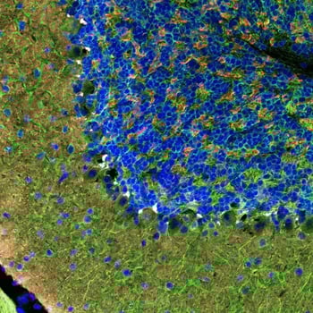 Immunofluorescence Multiplexing using recombinant chimeric antibodies to MAP2 and Synaptophysin-1 in a fixed frozen mouse cerebellum.