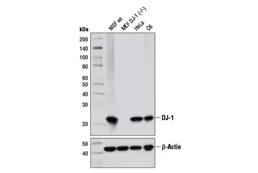 5933_DJ-1 C6 western blot cells