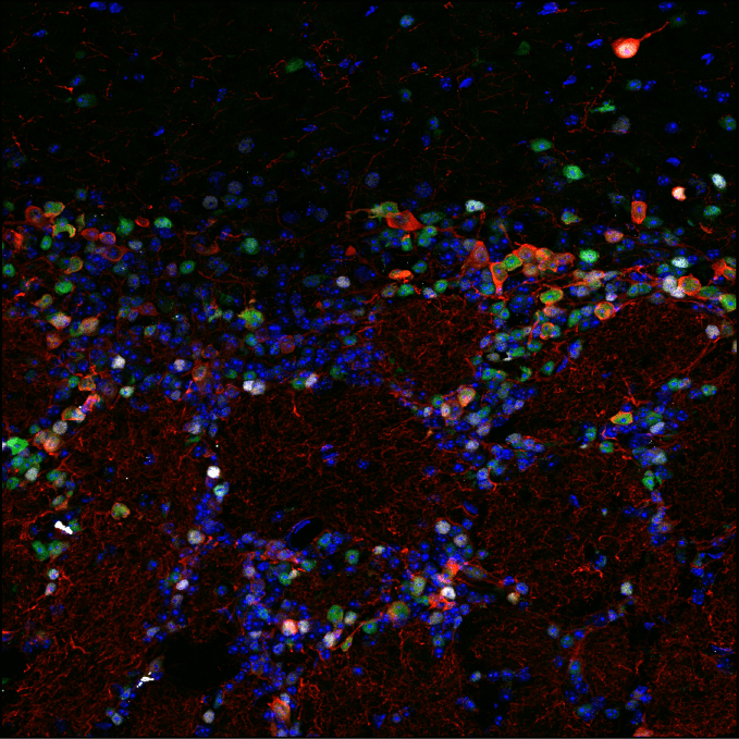 Designing a Multiplex IF Experiment with Chimeric Antibodies