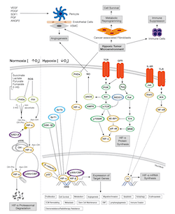 Hypoxia Pathway Thumbnail