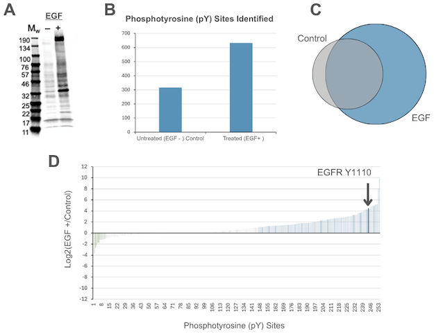 Depth of Analysis_WB to quantitative proteomics