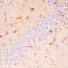 39327 antibody_APOE4 knock in mouse brain