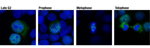 58982_IF CENP-F recombinant monoclonal antibody