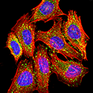 61559_G3BP1 antibody thumbnail