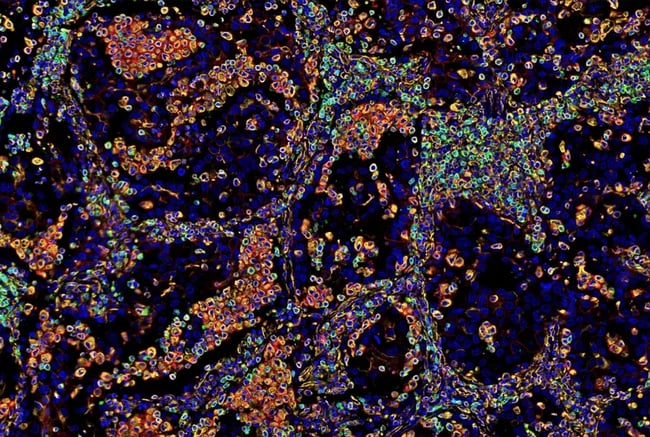 63043_SignalStar immune cell markers