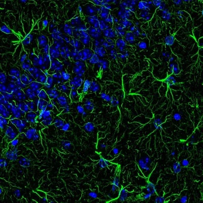 80788_Multiplex immunofluorescence mouse hippocampus GFAP antibody