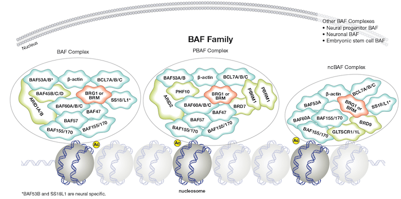 BAF PBAF ncBAF Protein Complex Diagram