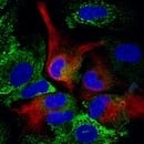 Organelle Localization IF Sampler Kit Thumbnail
