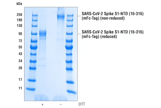SARS-CoV-2 Spike S1-NTD Recombinant Protein_mFc-Tag