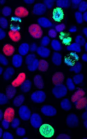 Senescence sampler kit_Thumbnail