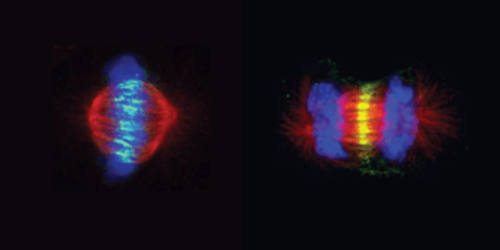 Why Do Insulin-producing Cells in Type 2 Diabetes Fail to Divide