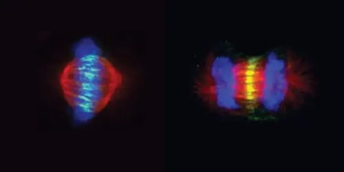 Immunofluorescence analysis of cells in metaphase or anaphase using INCENP antibody and β-Tubulin antibody