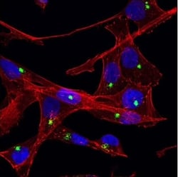 centriole marker_PCM-1 (G2000) Antibody #5213