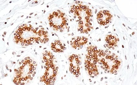 IHC analysis of paraffin-embedded normal human breast using Lamin B1 antibody.