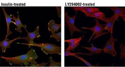 IF analysis of C2C12 cells, insulin-treated or treated with LY294002, using Phospho-Akt (Thr308) Antibody