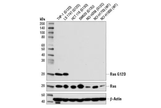 Western blot analysis of various cell lines using G12D mutant Ras Antibody.