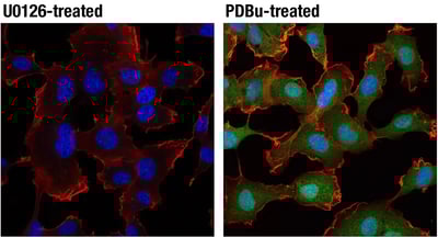 IF analysis of HT1080 cells either U0126-treated (left) or PDBu-treated (right) using Phospho-p4442 MAPK antibody.
