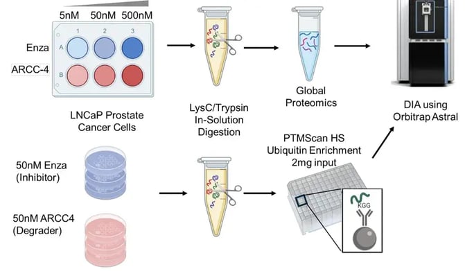 Global Proteome and Ubiquitin PTM Proteome Profiling workflow for characterizing a androgen receptor degrader.