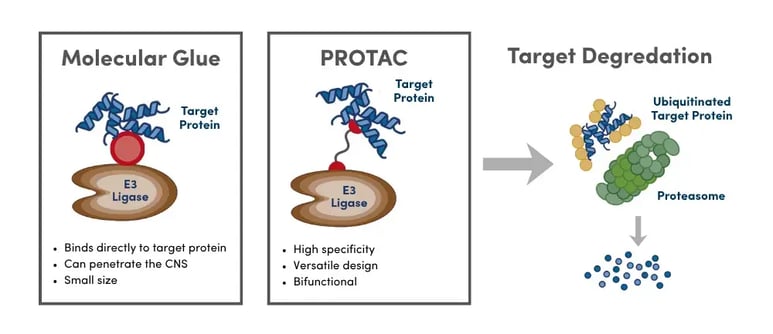 Graphic showing the mechanisms of Molecular Glue and PROTACs for Targeted Protein Degradation.