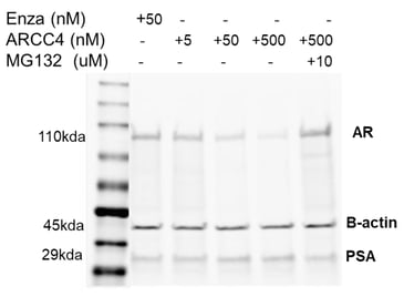 Western blot of LNCaP cells treated with increasing doses of ARCC4 and enzalutamide, demonstrating AR degradation and MG132‑dependent rescue.