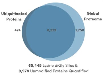 Venn diagram showing the protein coverage overlap for ubiquitinated proteins vs the global proteome.