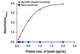 17452_ELISA_Ubiquitin