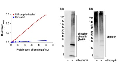 17452_ELISA_Ubiquitin_RIP