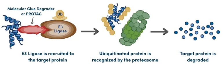 Diagram showing targeted protein degradation via the proteasome