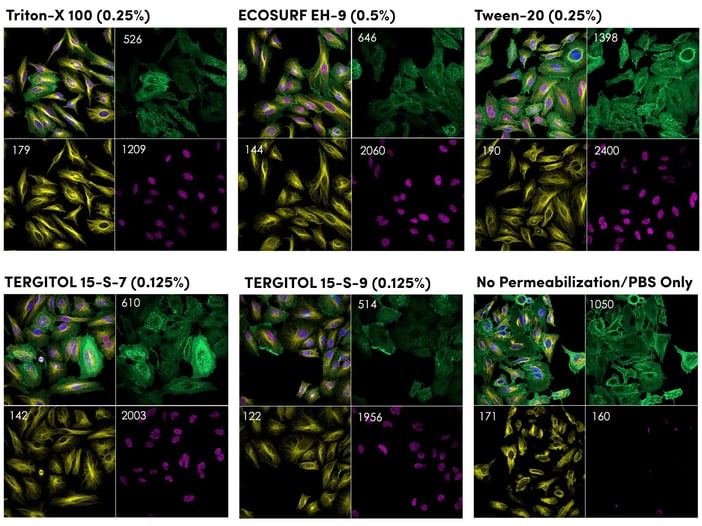  Immunofluorescence imaging of HeLa cells CD44 (156-3C11) Mouse Monoclonal Antibody #3570 (membrane protein, green), alpha-Tubulin (DM1A) Mouse Monoclonal Antibody #3873 (cytoskeleton protein, yellow), and Tri-Methyl-Histone H3 (Lys27) (C36B11) Rabbit Monoclonal Antibody #9733 (nucleas protein, purple) using Triton X-100 and compared to candidate reagents.