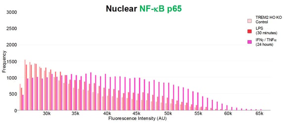 Quantification of cells with positive nuclear NF-κB p65 signal in iCell microglia and TREM2 homozygous knockout microglia across treatment conditions.