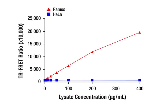 TR-FRET antibody pair‑based assay quantifying total Ikaros protein in Ramos and HeLa cell lysates, showing increasing TR‑FRET ratio (665 nm/620 nm) with higher lysate concentrations in a 384‑well plate format.