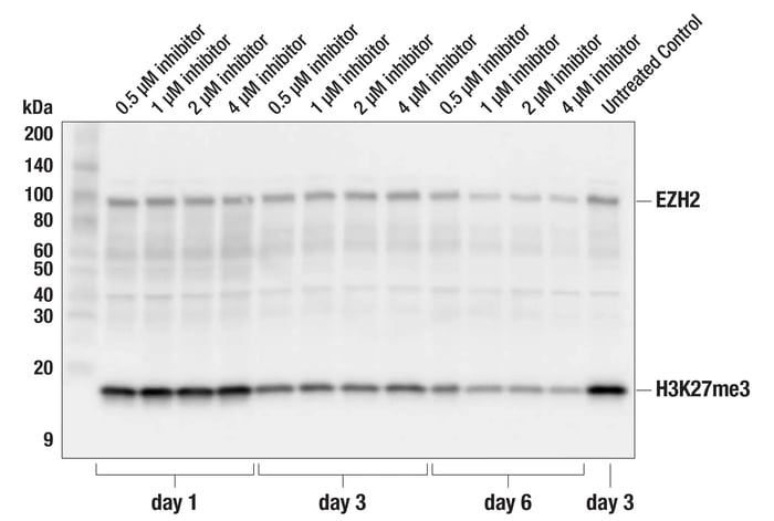 Western blot analysis of MCF7 cells using Tri-Methyl-Histone H3 (Lys27) (C36B11) Rabbit Monoclonal Antibody #9733 and Ezh2 (D2C9) Rabbit Monoclonal Antibody #5246 after 1, 3, or 6 days of tazemetostat treatment at indicated concentration.