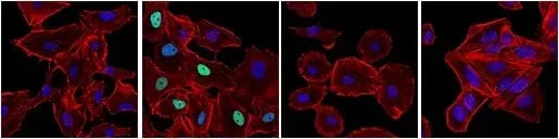 IF analysis of A549 cells or Saos-2 cells using Phospho-p53 antibody
