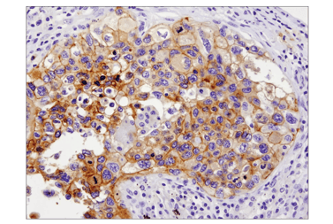 DAT-13684_fig03_IHC-P_284_20230807164931