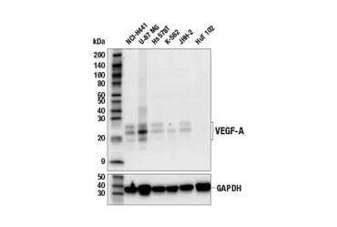 Western blot analysis of extracts from various cell lines using VEGF-A (E9X8Q) Rabbit Monoclonal Antibody #50661 (upper) or GAPDH (D16H11) Rabbit Monoclonal Antibody #5174 (lower). Negative expression of VEGF-A protein in HuT 102 cells is consistent with the predicted expression pattern.