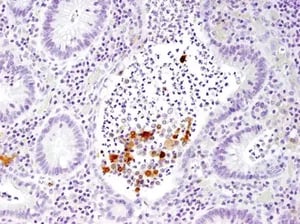 12242_fig04_IHC-P_280