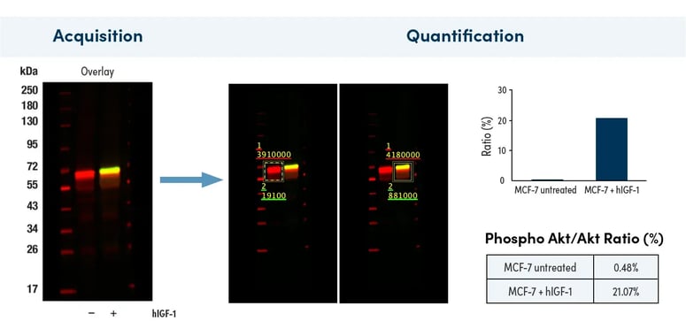 26-HMC-73950 fig 2 Blog Fluorescent Western