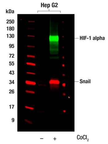 Fluorescent WB-HIF1a 3895_Snail 36169