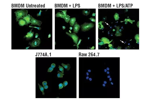 Immunofluorescence assay showing ASC speck formation, illustrating the translocation of ASC/TMS1 to the inflammasome as a readout of canonical inflammasome activation.
