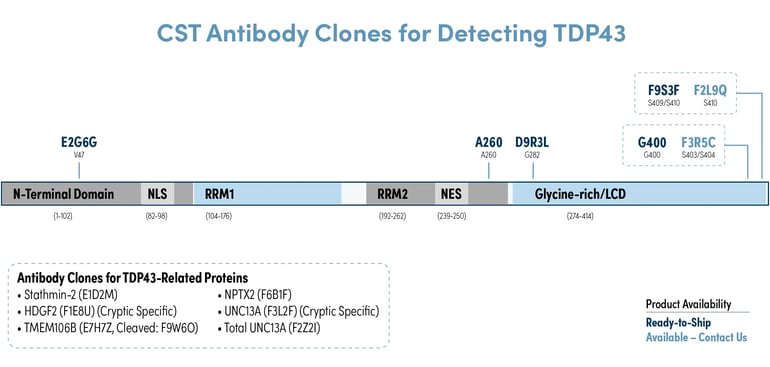 CST Antibody Clones for Detecting TDP-43 and TDP-43 Related Proteins